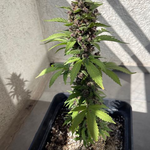 Fastberry growlog timeline photo