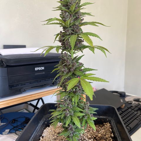 Fastberry growlog timeline photo
