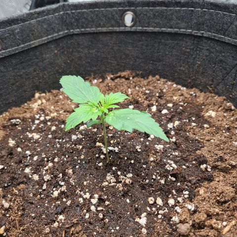 Hulkberry Auto growlog timeline photo