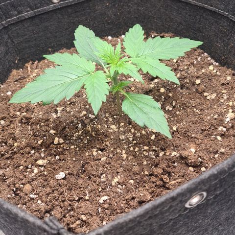 Hulkberry Auto growlog timeline photo