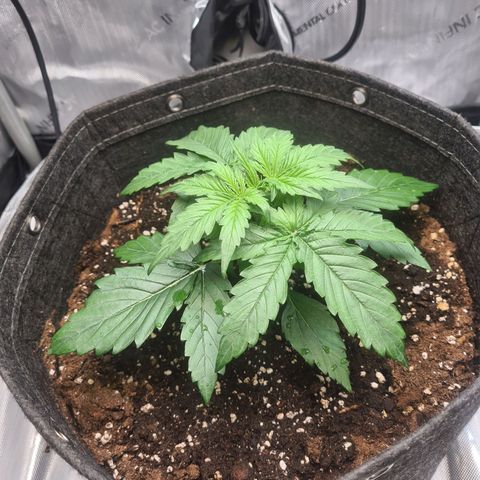 Hulkberry Auto growlog timeline photo