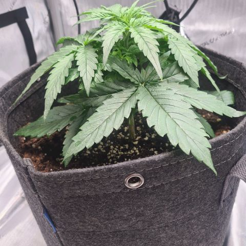 Hulkberry Auto growlog timeline photo