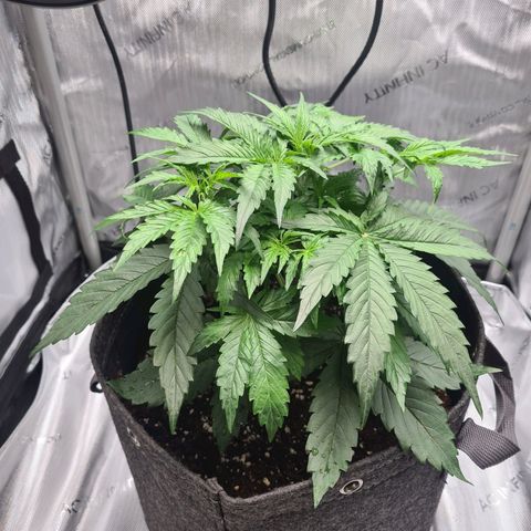 Hulkberry Auto growlog timeline photo