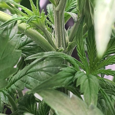 Hulkberry Auto growlog photo: Vorblüte