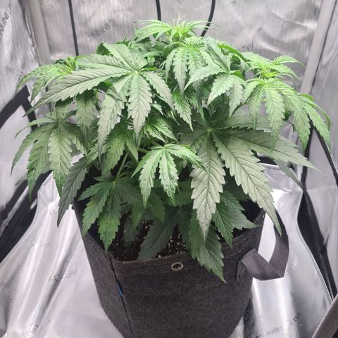 Hulkberry Auto growlog timeline photo