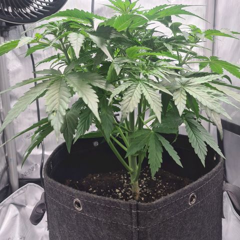 Hulkberry Auto growlog photo: Entlaubung/Licht auf 100%