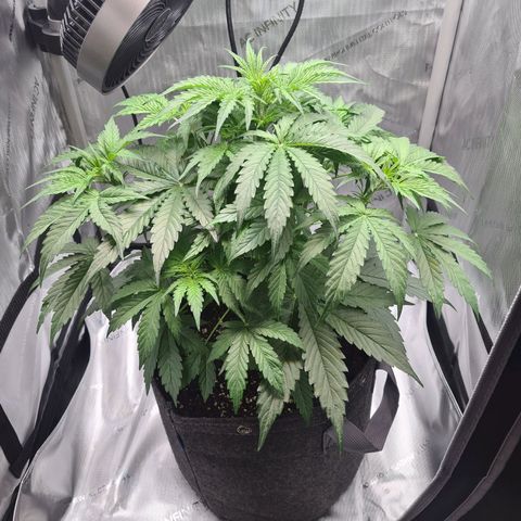 Hulkberry Auto growlog timeline photo