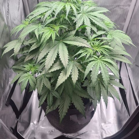 Hulkberry Auto growlog timeline photo