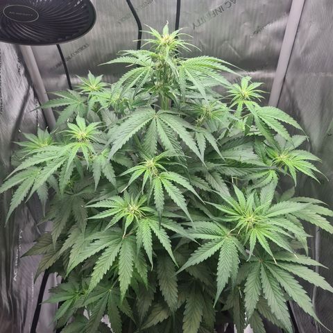 Hulkberry Auto growlog timeline photo