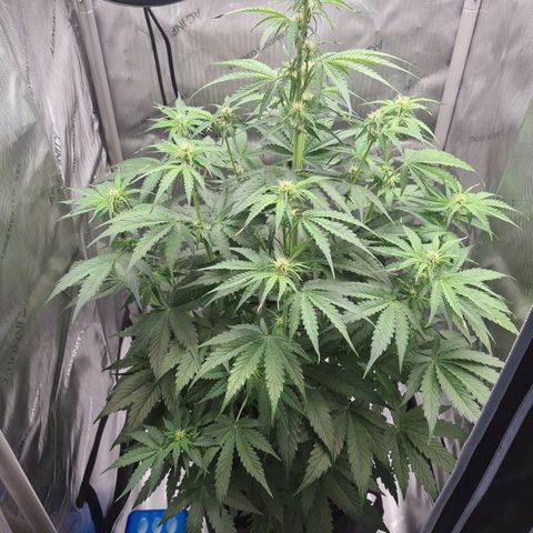 Hulkberry Auto growlog timeline photo