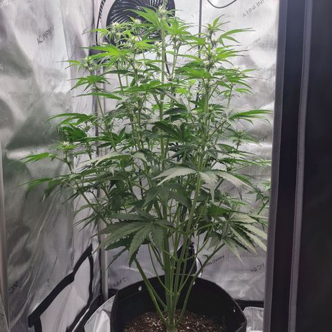 Hulkberry Auto growlog timeline photo