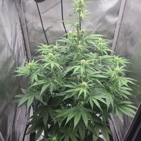 Hulkberry Auto growlog timeline photo