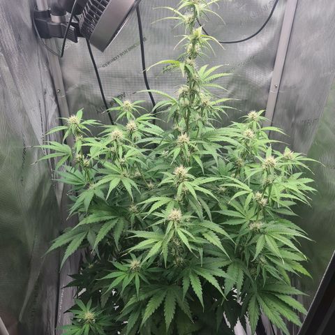 Hulkberry Auto growlog timeline photo