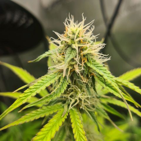 Hulkberry Auto growlog timeline photo