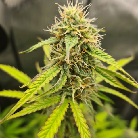 Hulkberry Auto growlog timeline photo