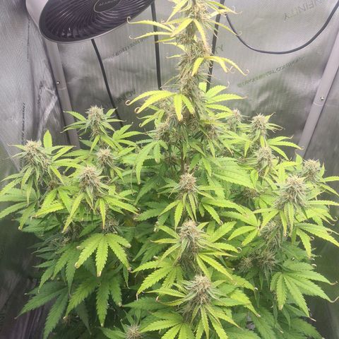 Hulkberry Auto growlog timeline photo