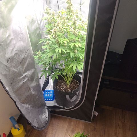 Hulkberry Auto growlog timeline photo