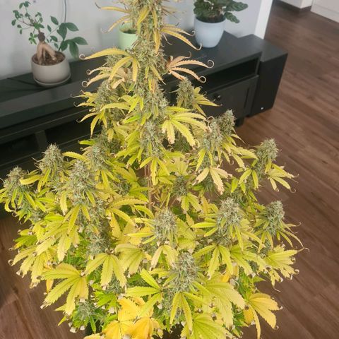 Hulkberry Auto growlog timeline photo