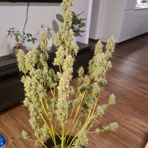 Hulkberry Auto growlog timeline photo