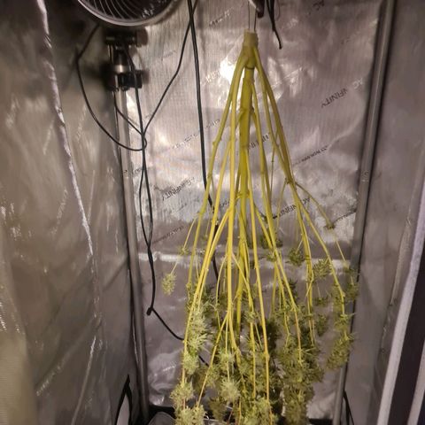 Hulkberry Auto growlog timeline photo
