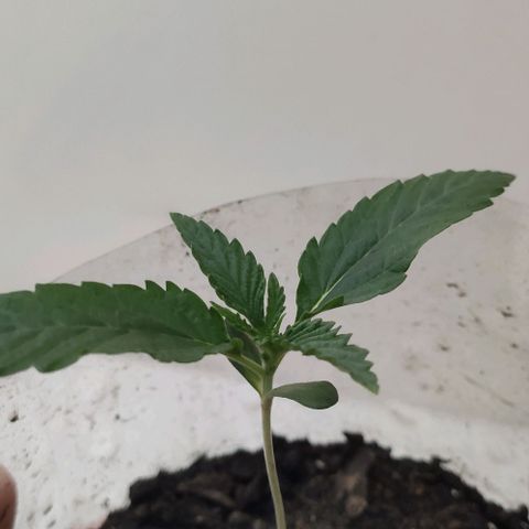Ciclo 1 / planta 1 growlog timeline photo