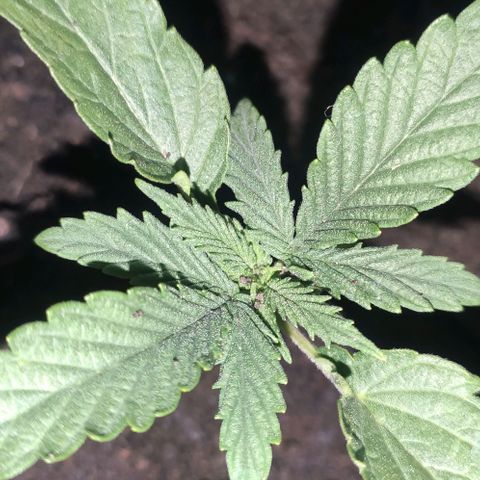 Ciclo 1 / planta 1 growlog timeline photo