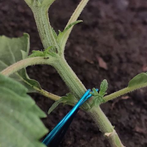 Ciclo 1 / planta 1 growlog timeline photo