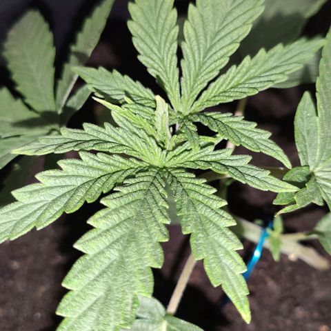 Ciclo 1 / planta 1 growlog timeline photo