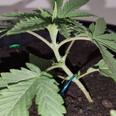 Ciclo 1 / planta 1 growlog timeline photo