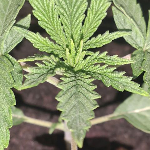 Ciclo 1 / planta 1 growlog timeline photo
