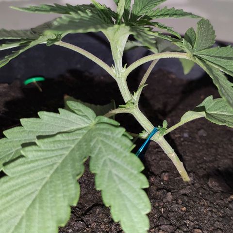 Ciclo 1 / planta 1 growlog timeline photo