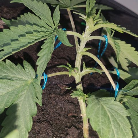 Ciclo 1 / planta 1 growlog timeline photo