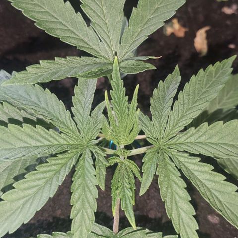Ciclo 1 / planta 1 growlog timeline photo