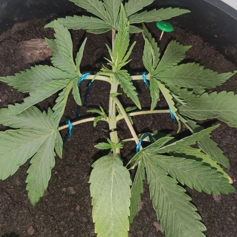 Ciclo 1 / planta 1 growlog timeline photo