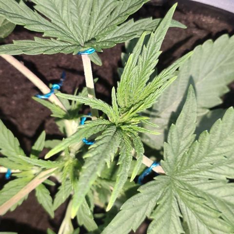 Ciclo 1 / planta 1 growlog timeline photo