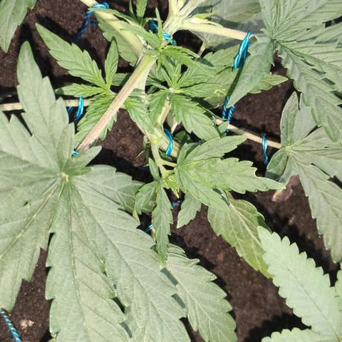 Ciclo 1 / planta 1 growlog timeline photo
