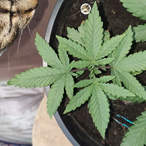 Ciclo 1 / planta 1 growlog timeline photo