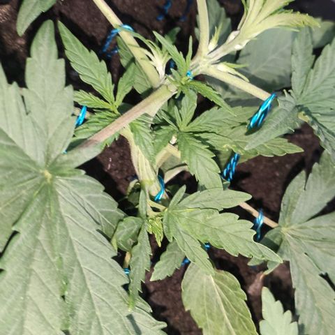 Ciclo 1 / planta 1 growlog timeline photo