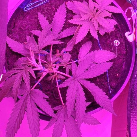 Ciclo 1 / planta 1 growlog timeline photo