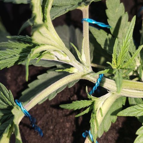 Ciclo 1 / planta 1 growlog timeline photo