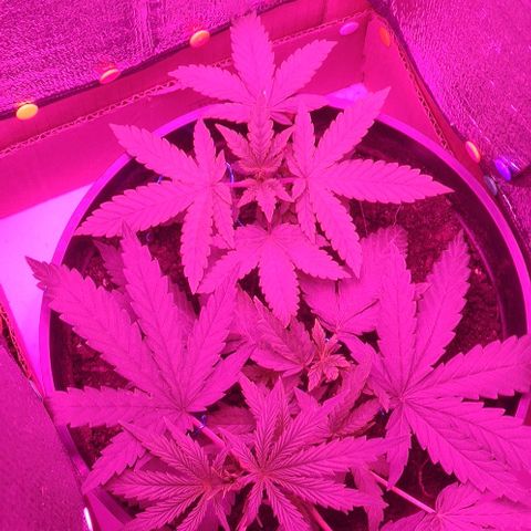 Ciclo 1 / planta 1 growlog timeline photo