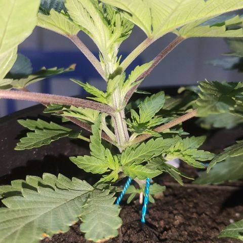 Ciclo 1 / planta 1 growlog timeline photo