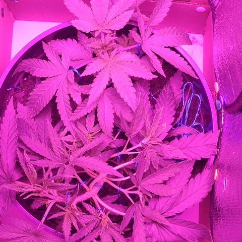 Ciclo 1 / planta 1 growlog timeline photo