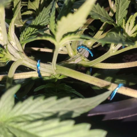 Ciclo 1 / planta 1 growlog timeline photo