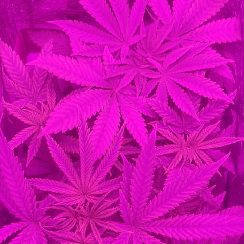 Ciclo 1 / planta 1 growlog timeline photo