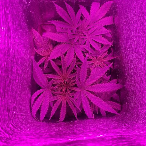 Ciclo 1 / planta 1 growlog timeline photo