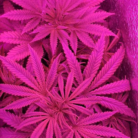 Ciclo 1 / planta 1 growlog timeline photo