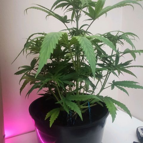 Ciclo 1 / planta 1 growlog timeline photo