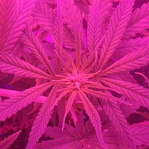 Ciclo 1 / planta 1 growlog timeline photo