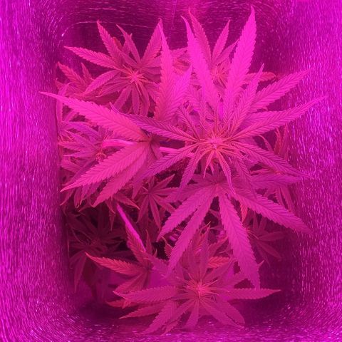 Ciclo 1 / planta 1 growlog timeline photo